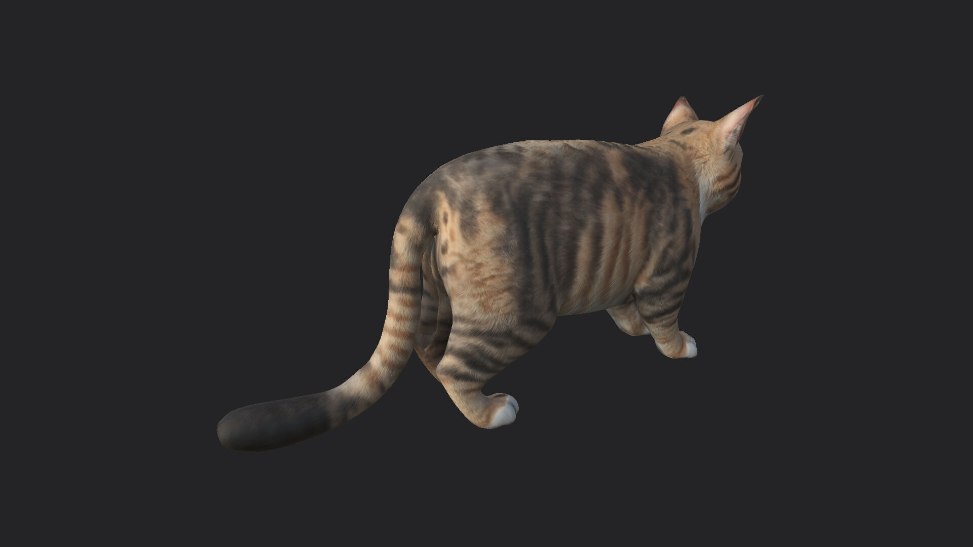 Cat 3D Model 001 Low-poly 3D model_9