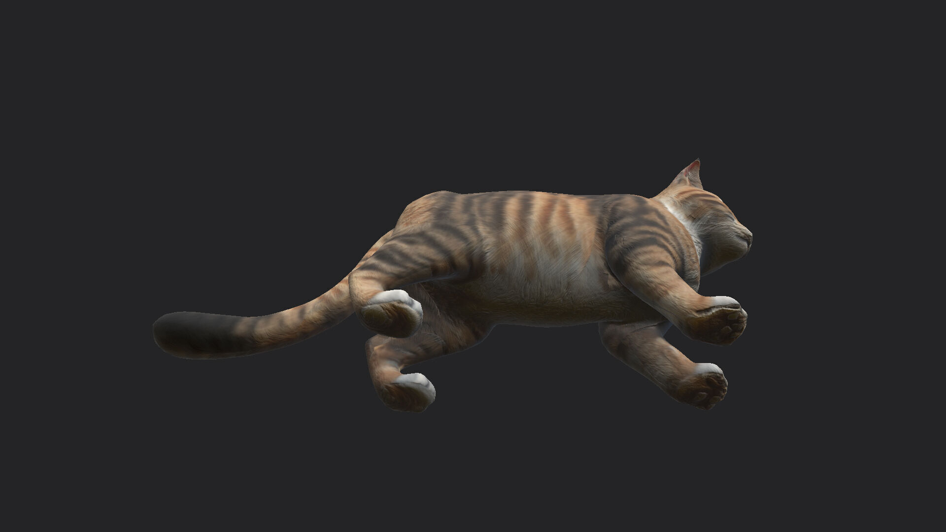 Cat 3D Model 001 Low-poly 3D model_14