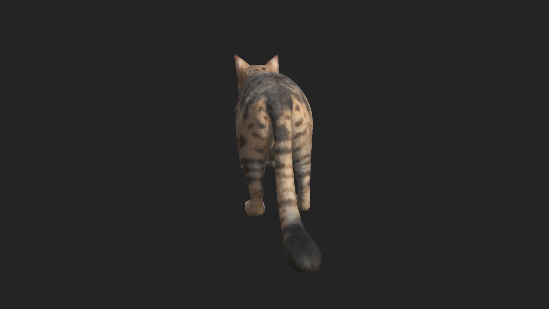 Cat 3D Model 001 Low-poly 3D model_7
