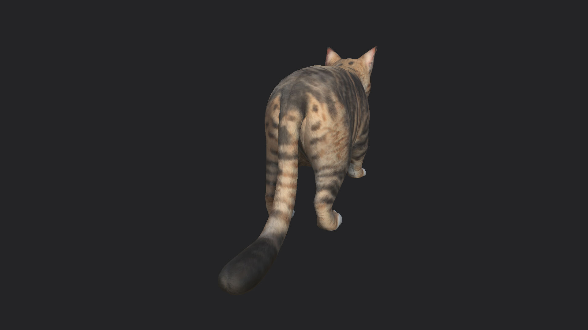 Cat 3D Model 001 Low-poly 3D model_8