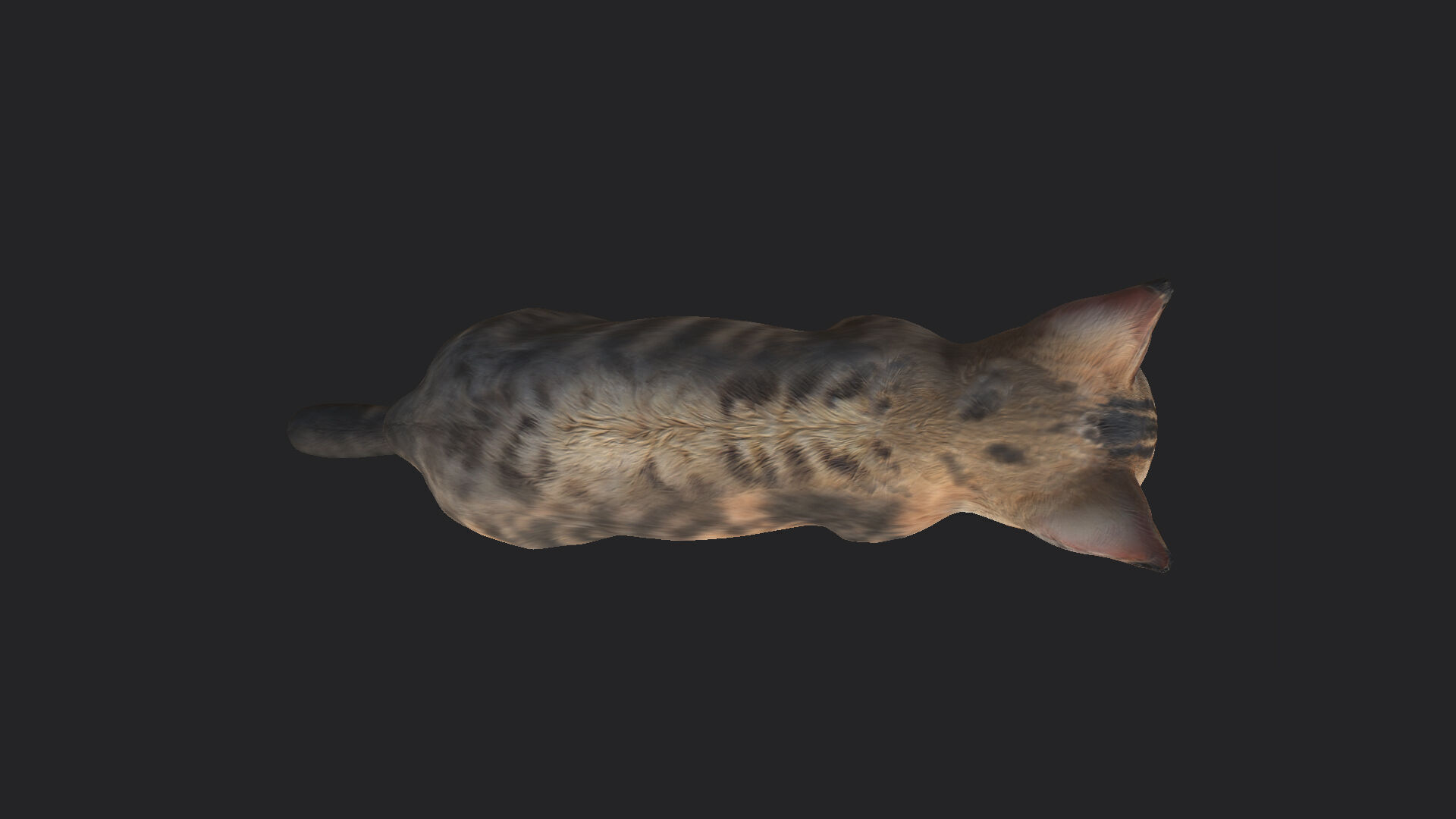 Cat 3D Model 001 Low-poly 3D model_13