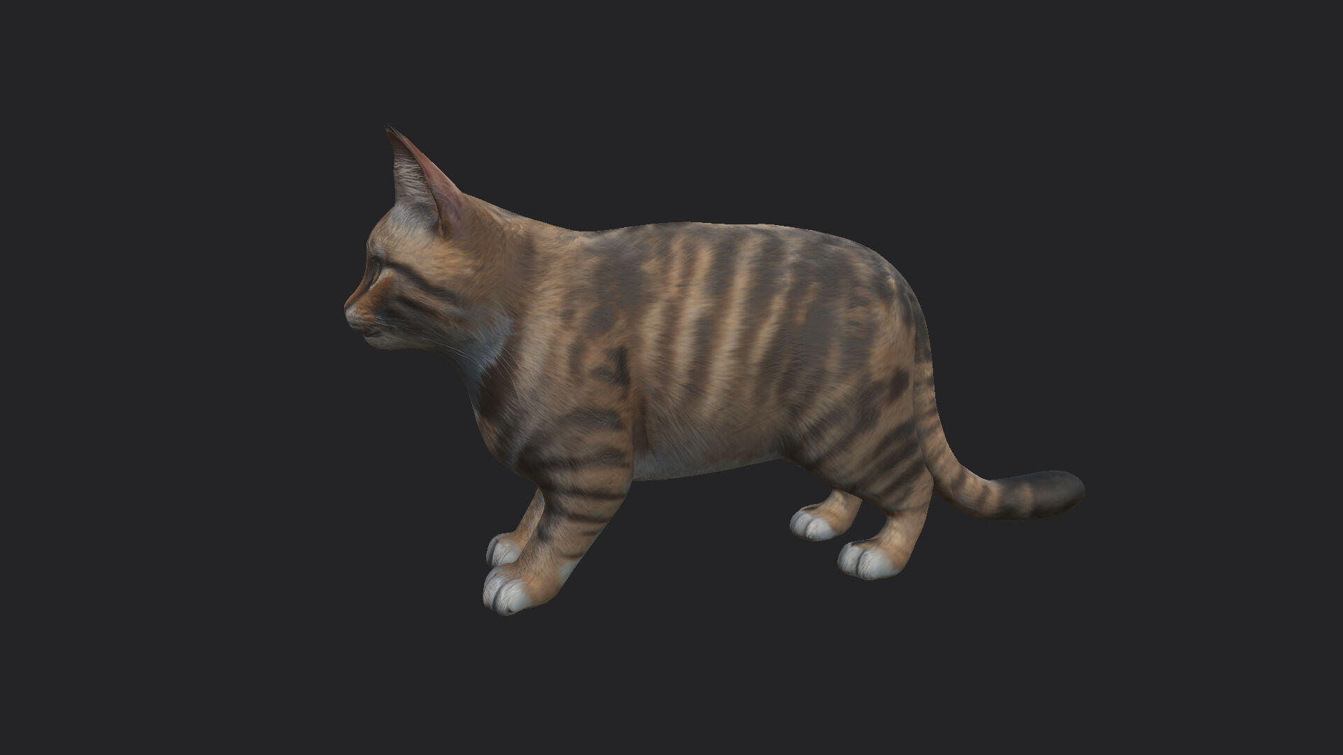 Cat 3D Model 001 Low-poly 3D model_4