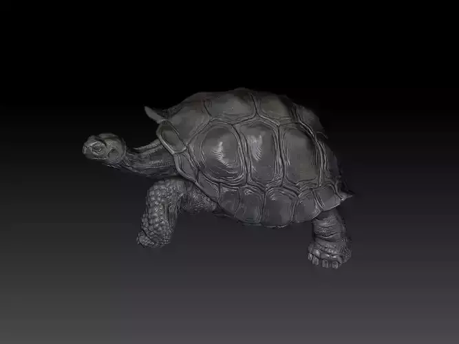 Tortoise 3D Print