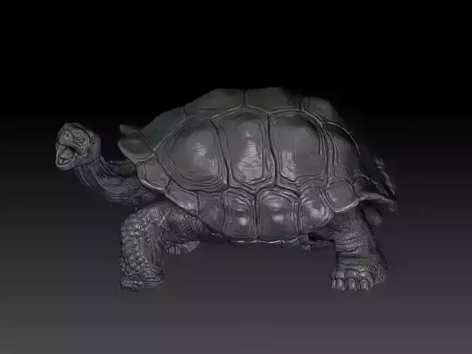 Tortoise model 