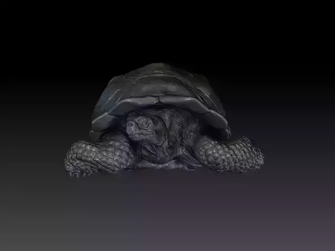 Tortoise for print