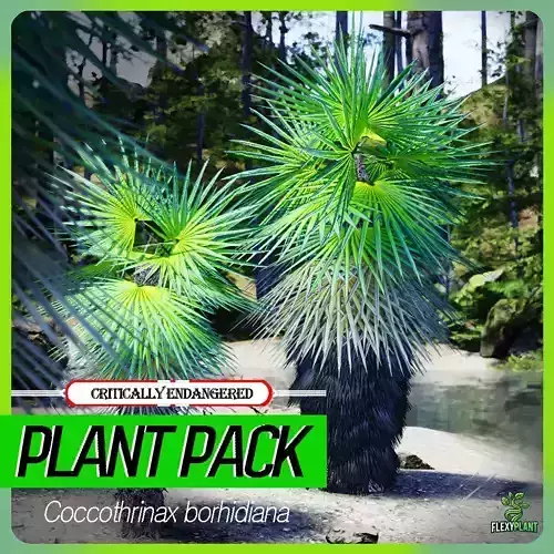 Critically Endangered Plant - 4 Coccothrinax borhidiana Tree