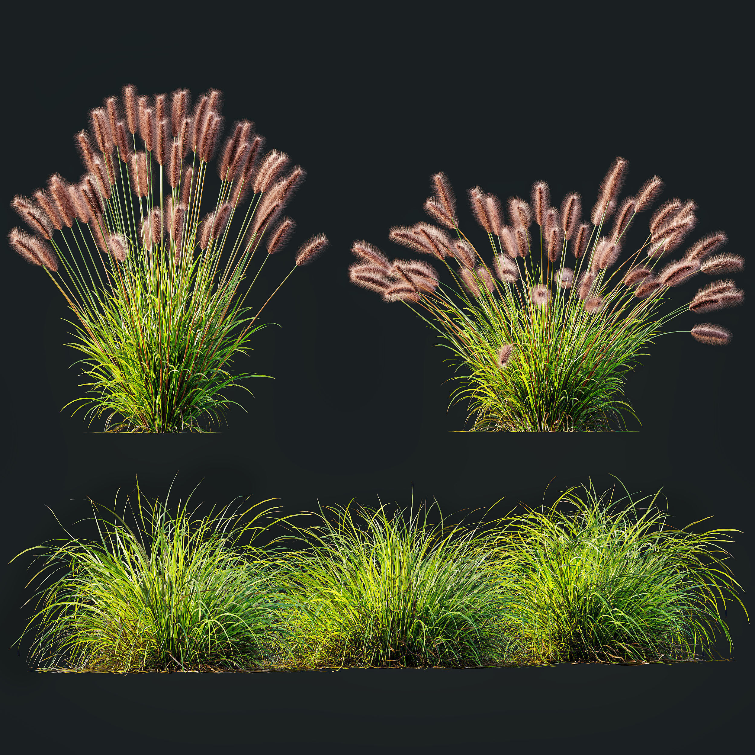 AV 6 different grasses  Fountain Hameln and Carex Elata Version2 3D model_11