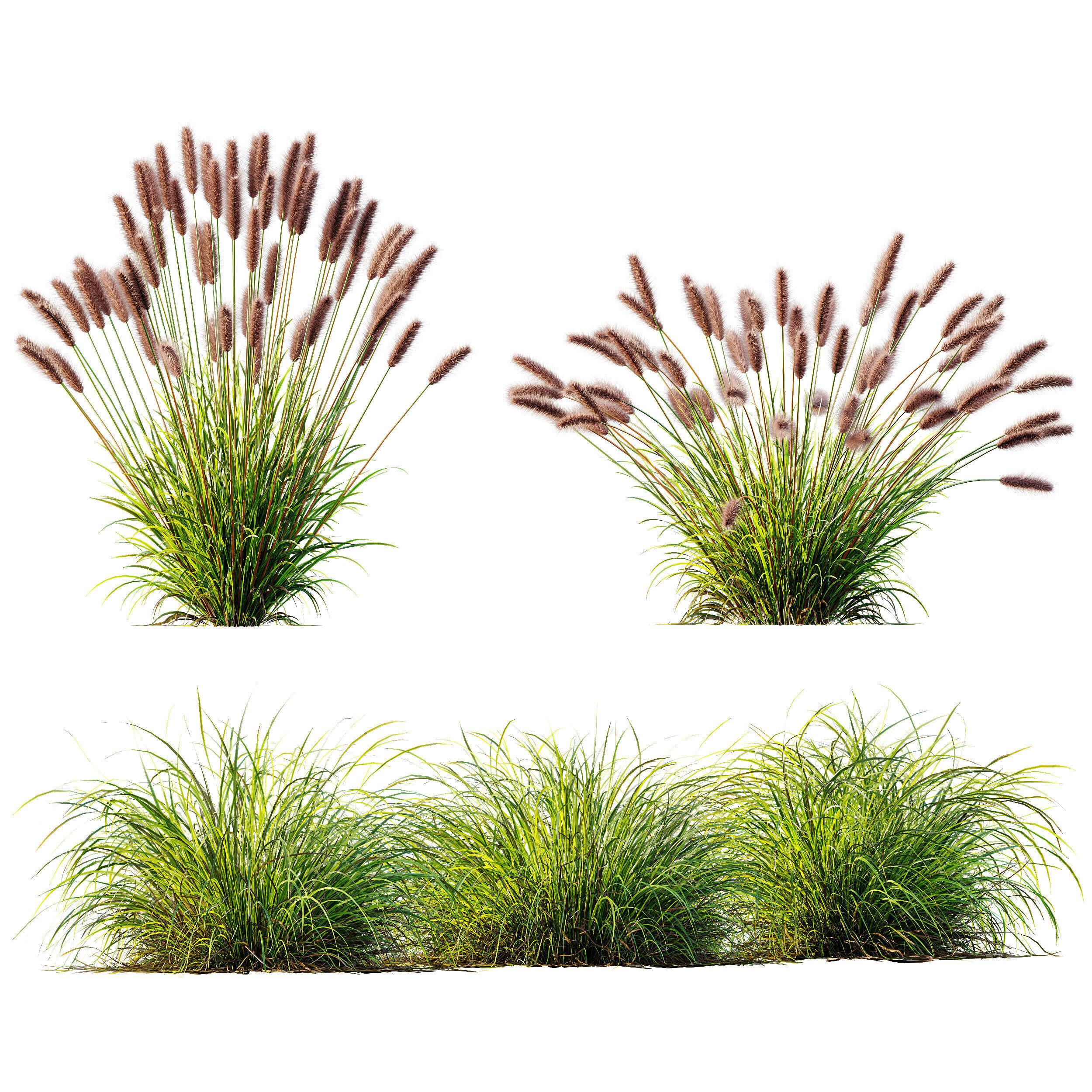 AV 6 different grasses  Fountain Hameln and Carex Elata Version2 3D model_9