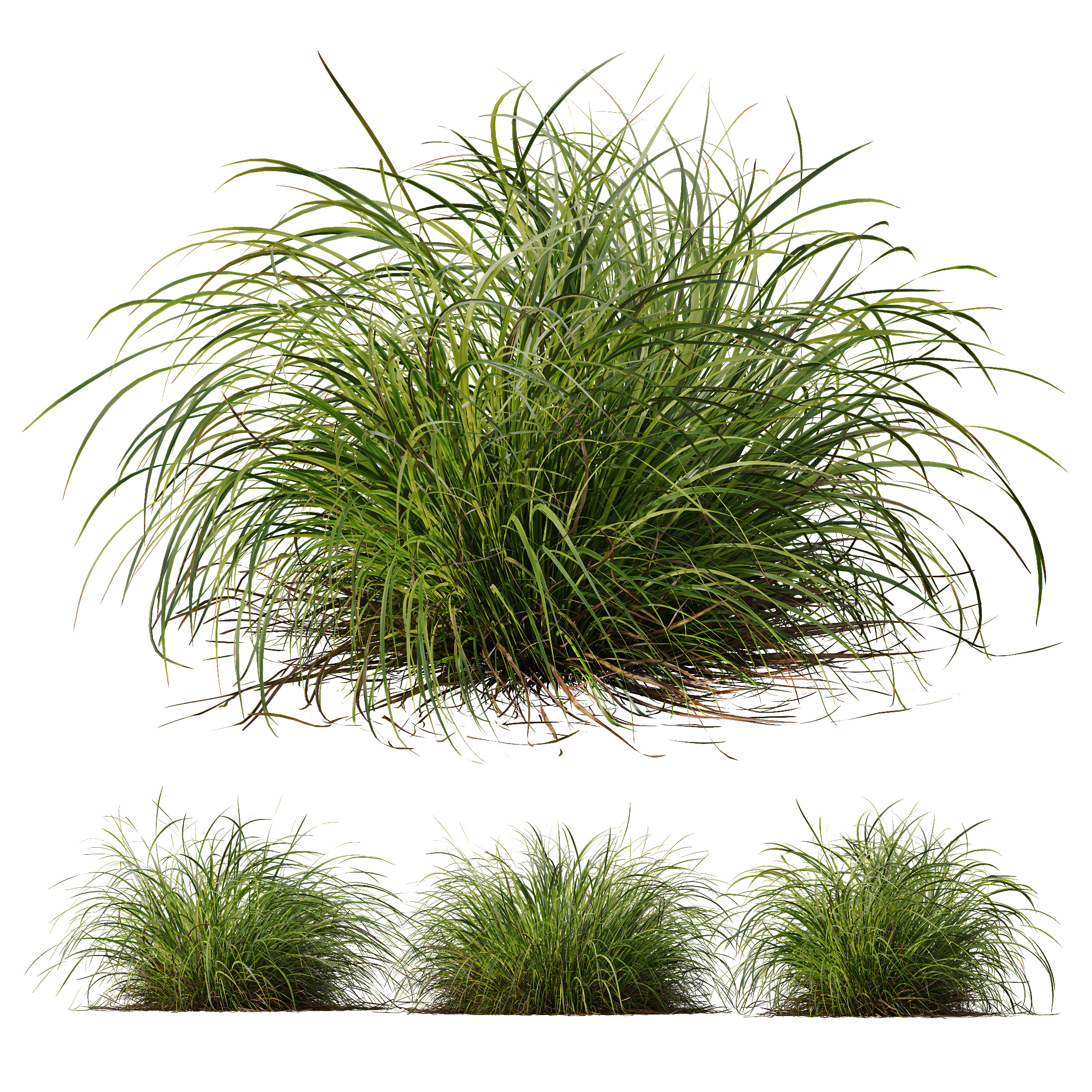 AV 6 different grasses  Fountain Hameln and Carex Elata Version2 3D model_7