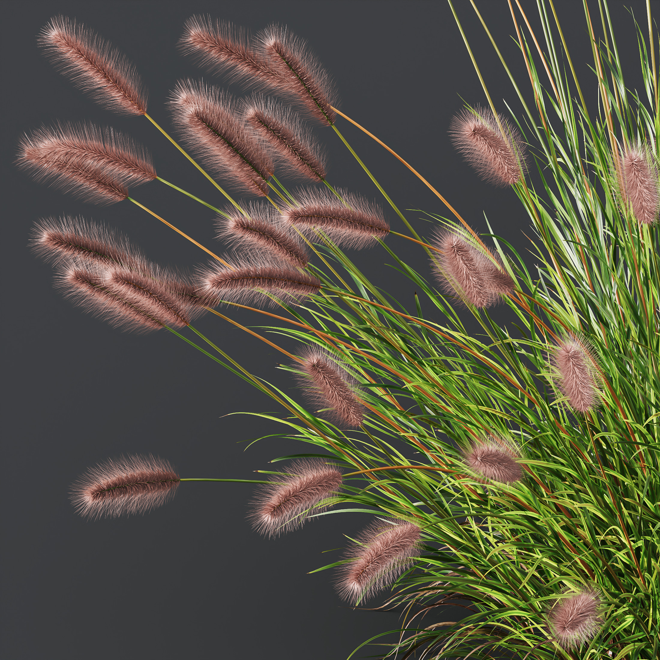 AV 6 different grasses  Fountain Hameln and Carex Elata Version2 3D model_1