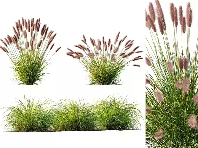 AV 6 different grasses  Fountain Hameln and Carex Elata Version2 3D model