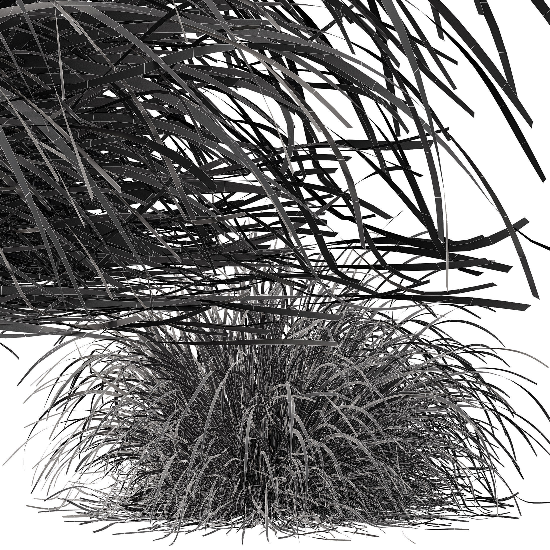 AV 6 different grasses  Fountain Hameln and Carex Elata Version2 3D model_12