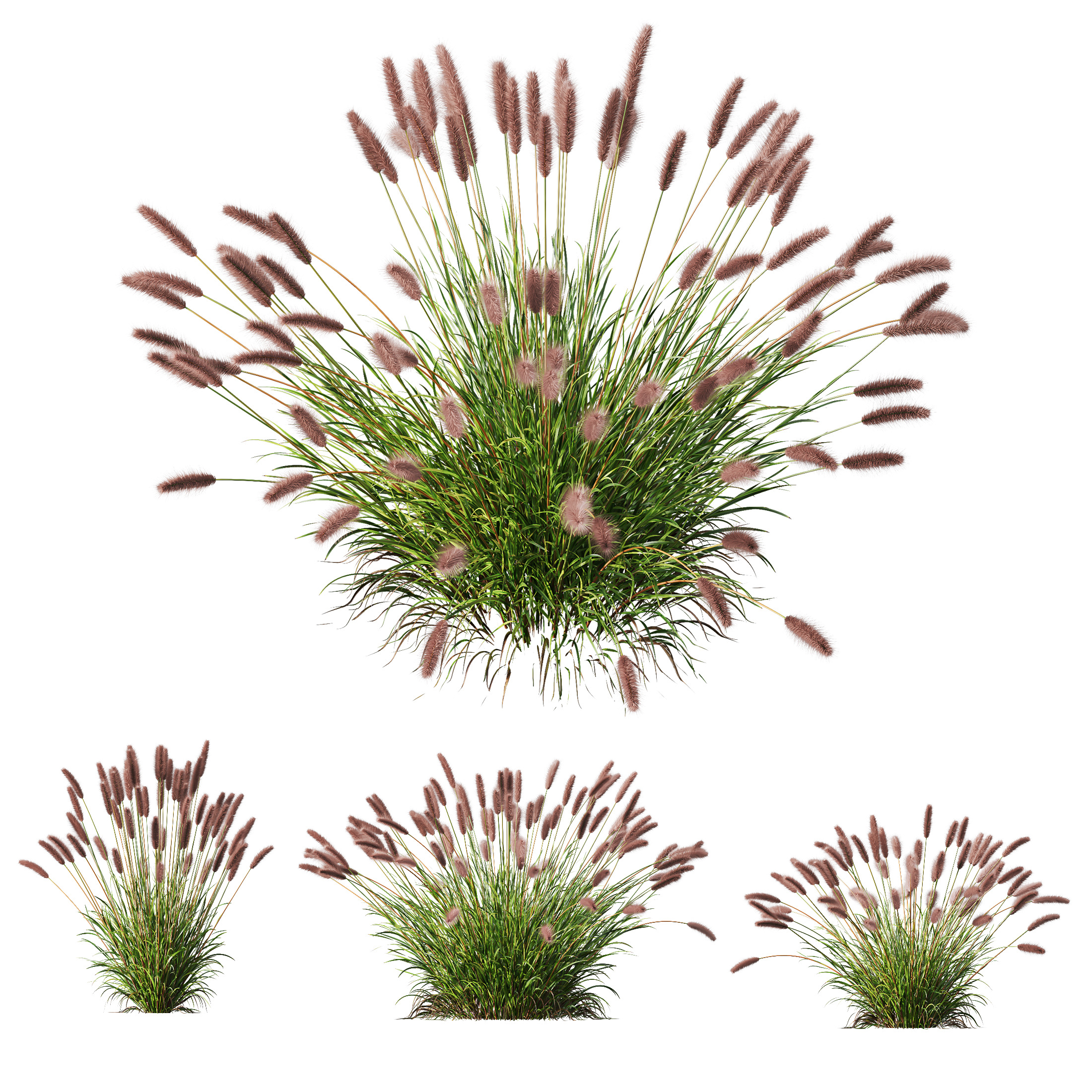 AV 6 different grasses  Fountain Hameln and Carex Elata Version2 3D model_10