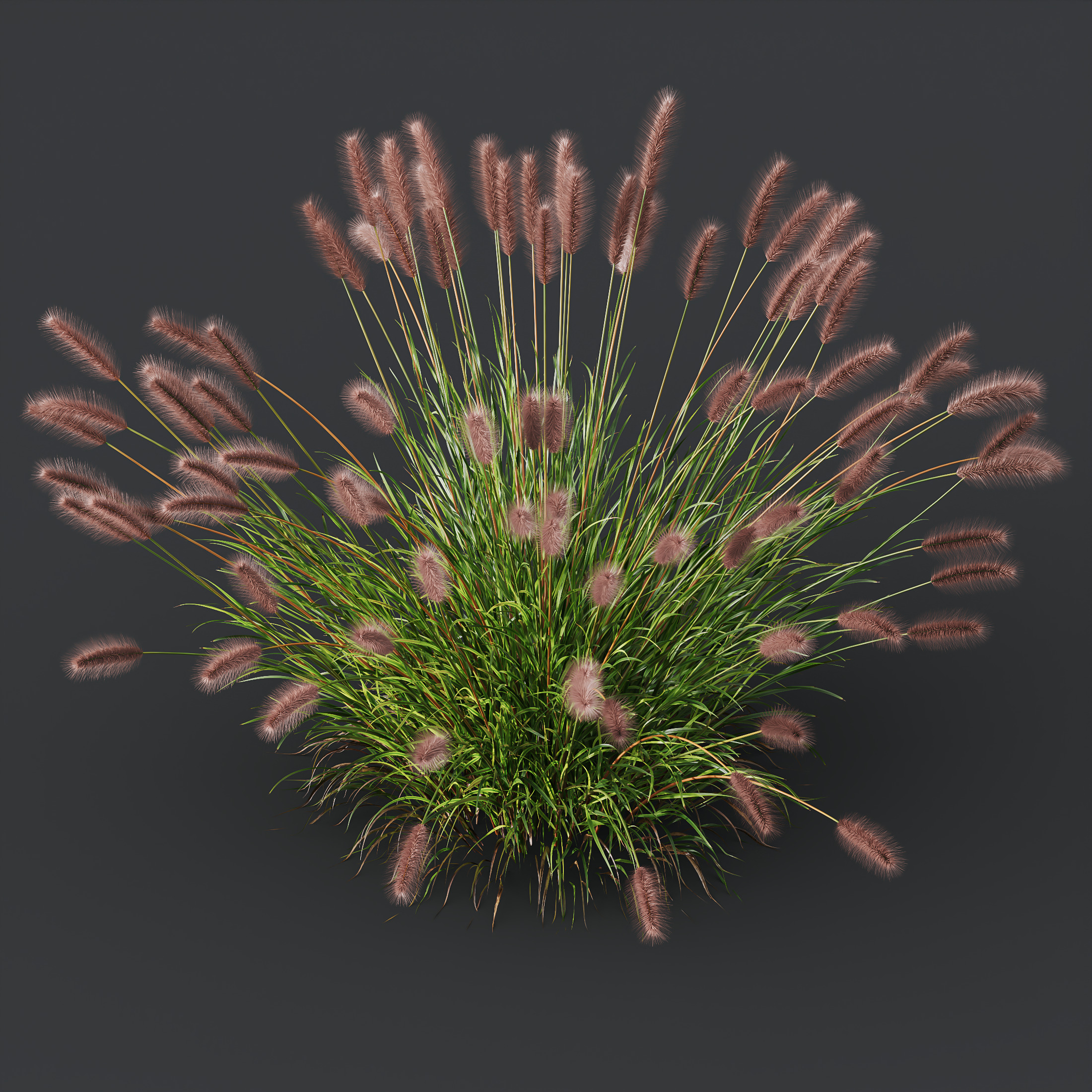 AV 6 different grasses  Fountain Hameln and Carex Elata Version2 3D model_4
