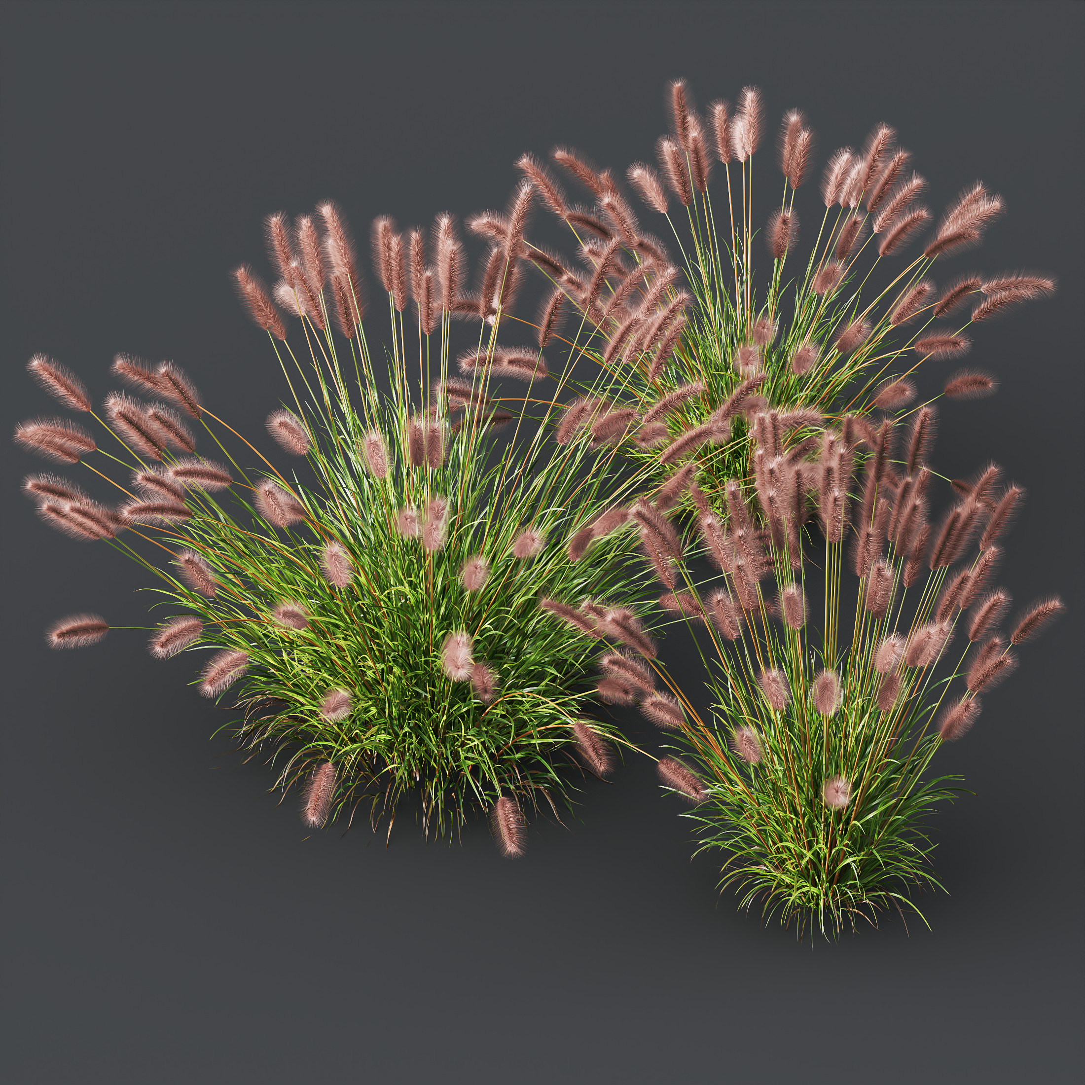 AV 6 different grasses  Fountain Hameln and Carex Elata Version2 3D model_6