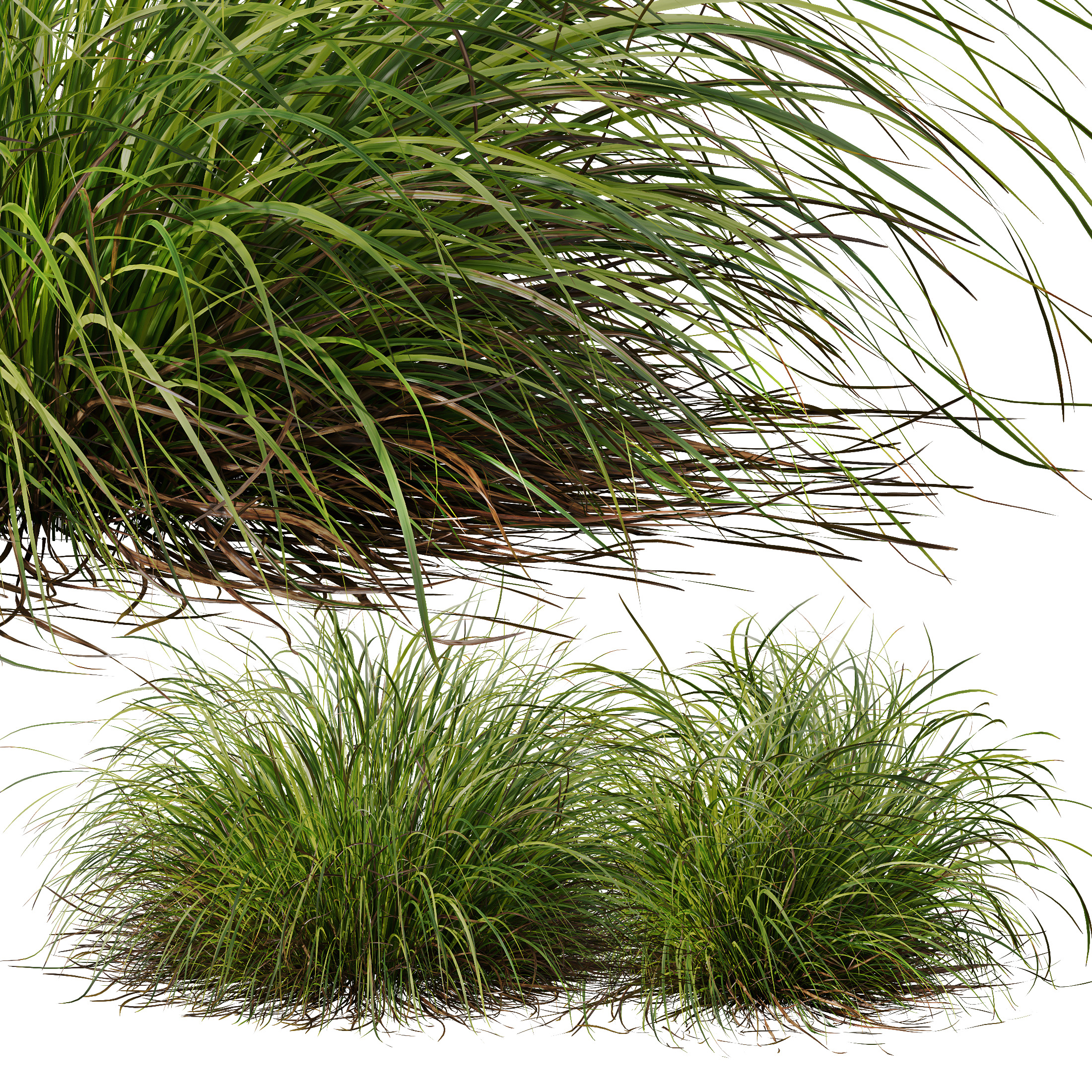 AV 6 different grasses  Fountain Hameln and Carex Elata Version2 3D model_3