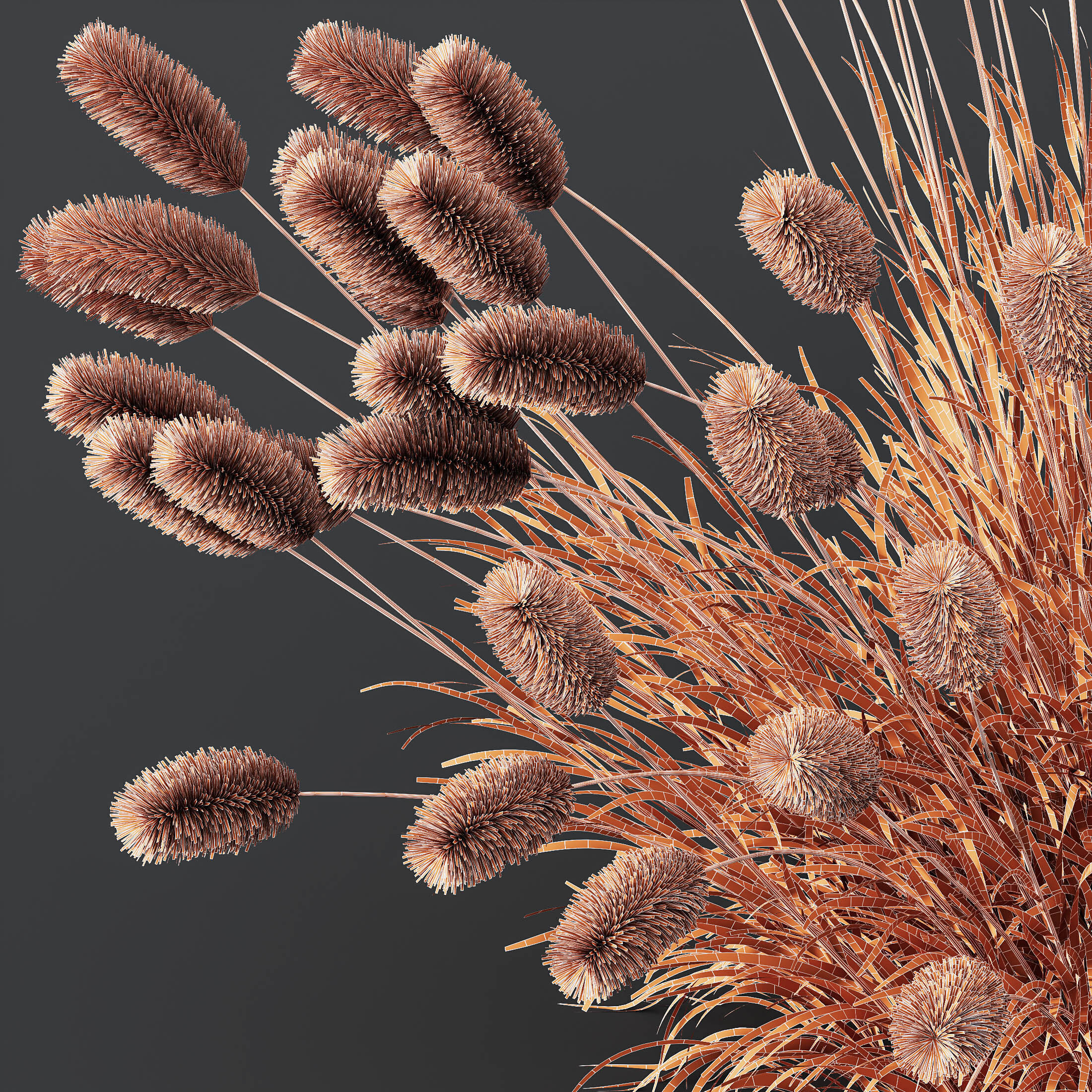 AV 6 different grasses  Fountain Hameln and Carex Elata Version2 3D model_13