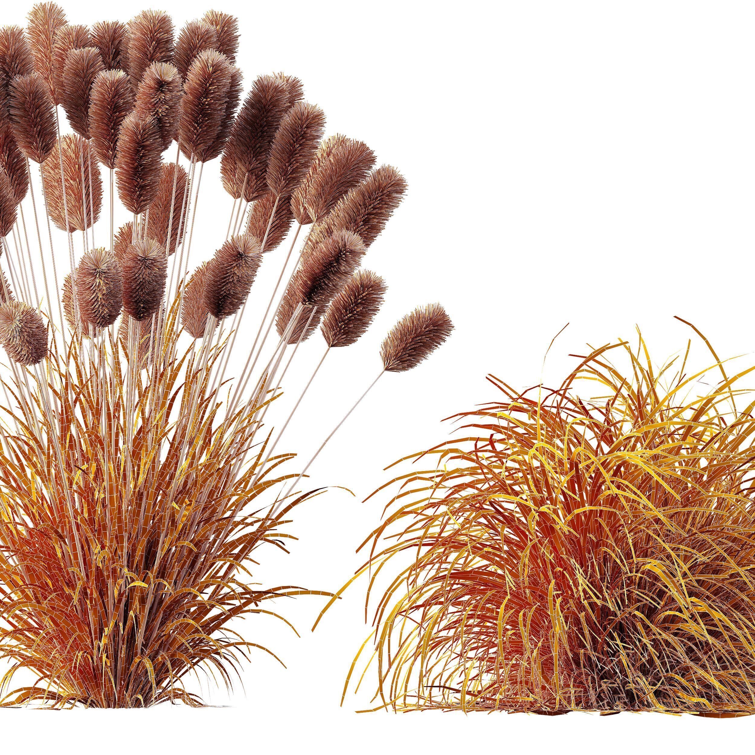 AV 6 different grasses  Fountain Hameln and Carex Elata Version2 3D model_14