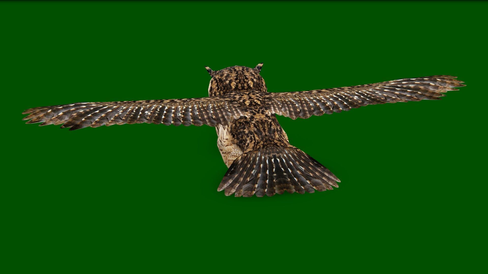 OWL RIGGED ANIMATED 7 Low-poly 3D model_7