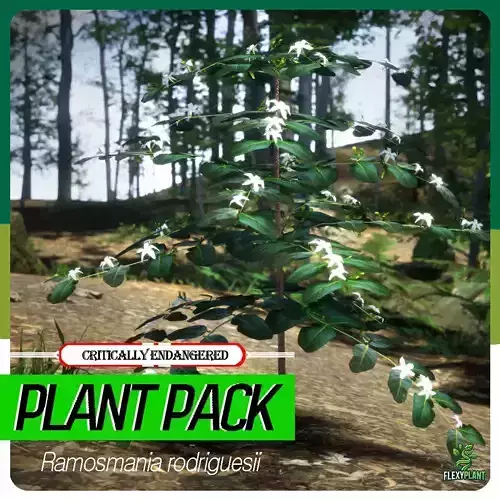 Critically Endangered Plant - 4 Ramosmania rodriguesii Tree