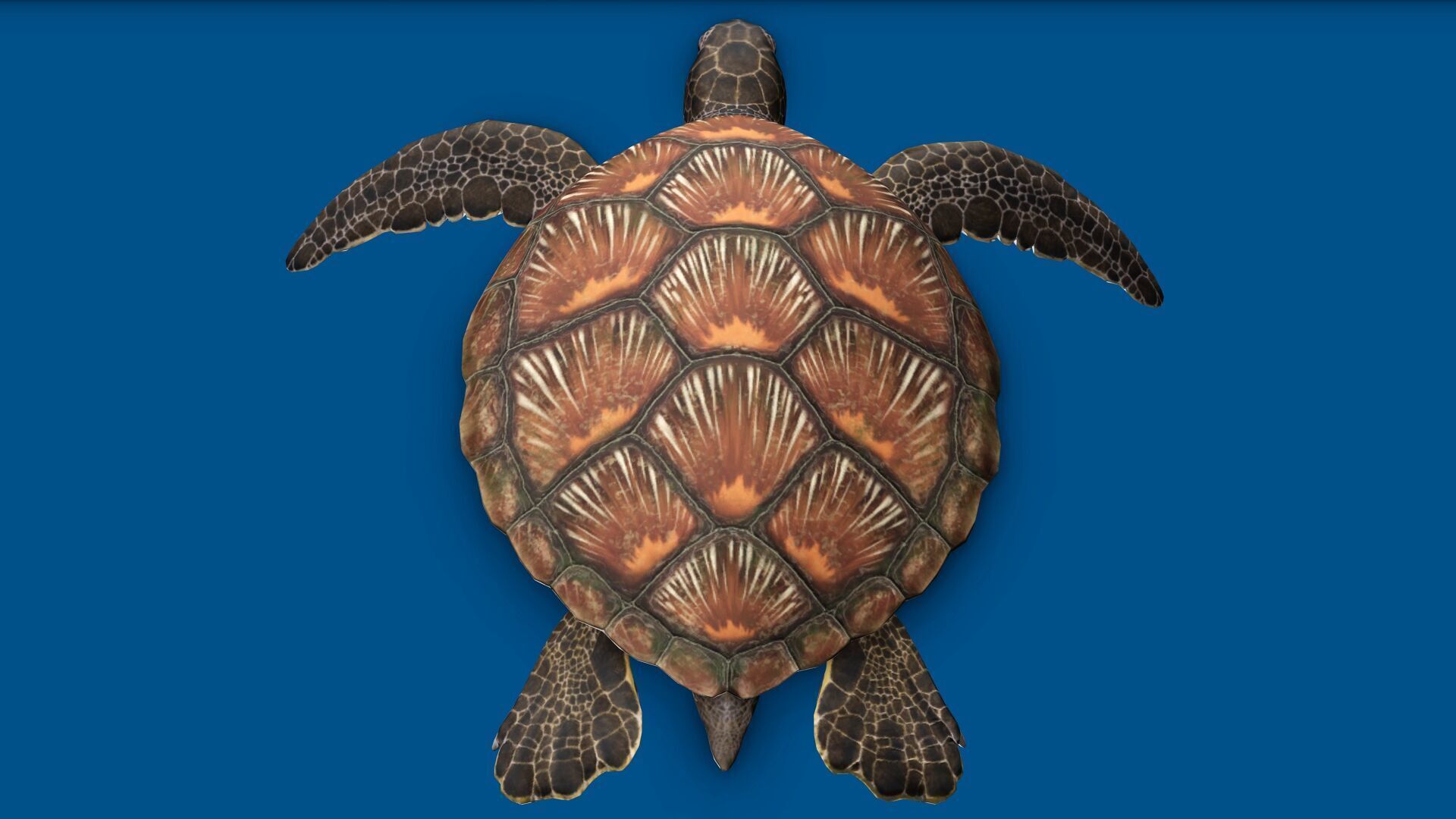 TURTLE RIGGED ANIMATED 1 Low-poly 3D model_7