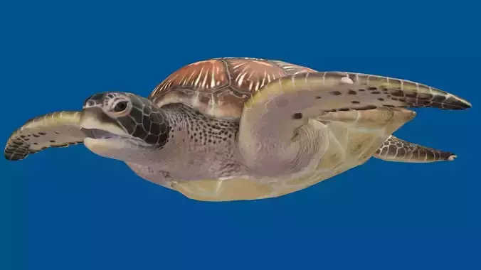 TURTLE RIGGED ANIMATED 1 Low-poly 3D model
