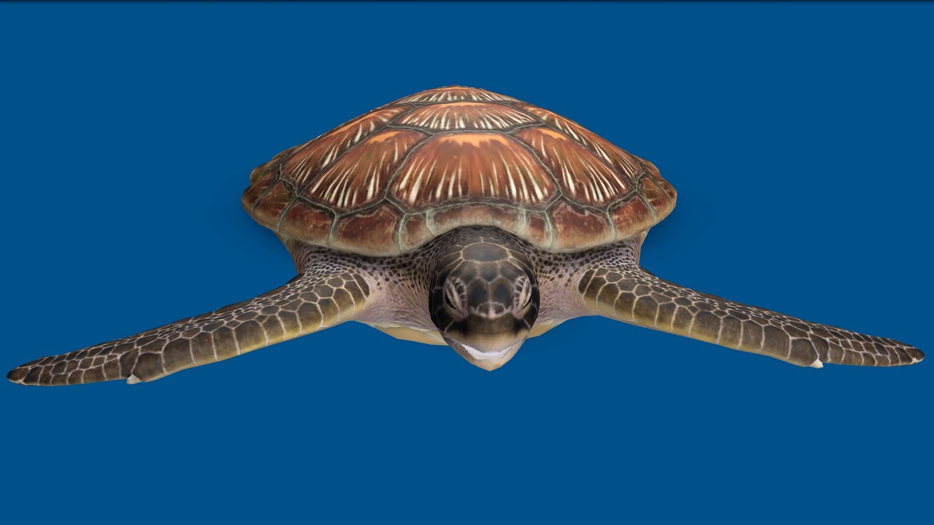 TURTLE RIGGED ANIMATED 1 Low-poly 3D model_1