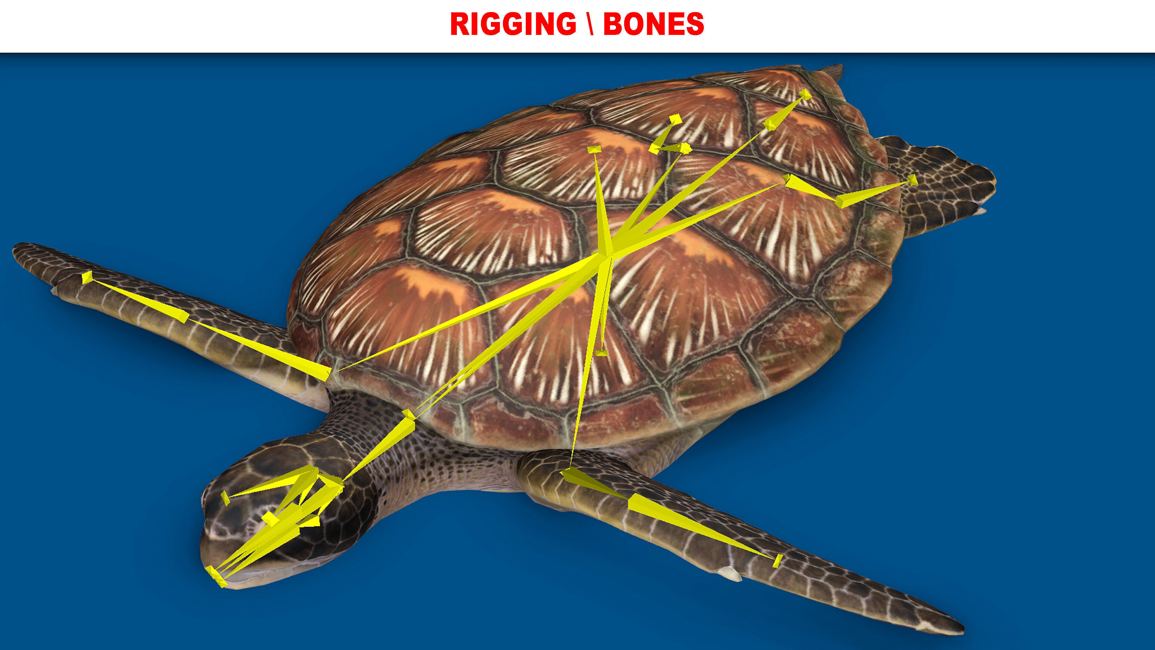 TURTLE RIGGED ANIMATED 1 Low-poly 3D model_8