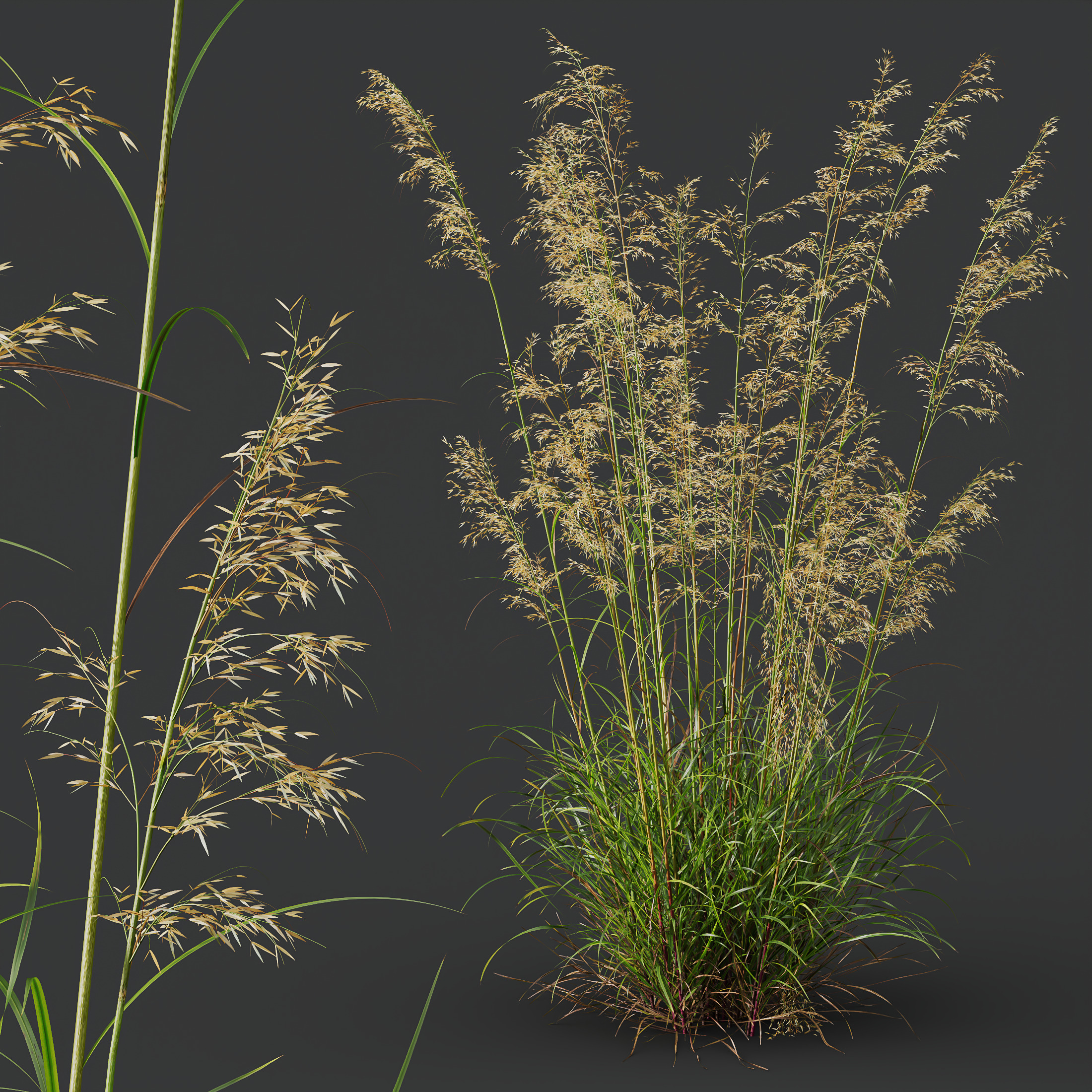 AV Celtica Gigantea Golden Oats and Karl Foerster grasses 3D model_4