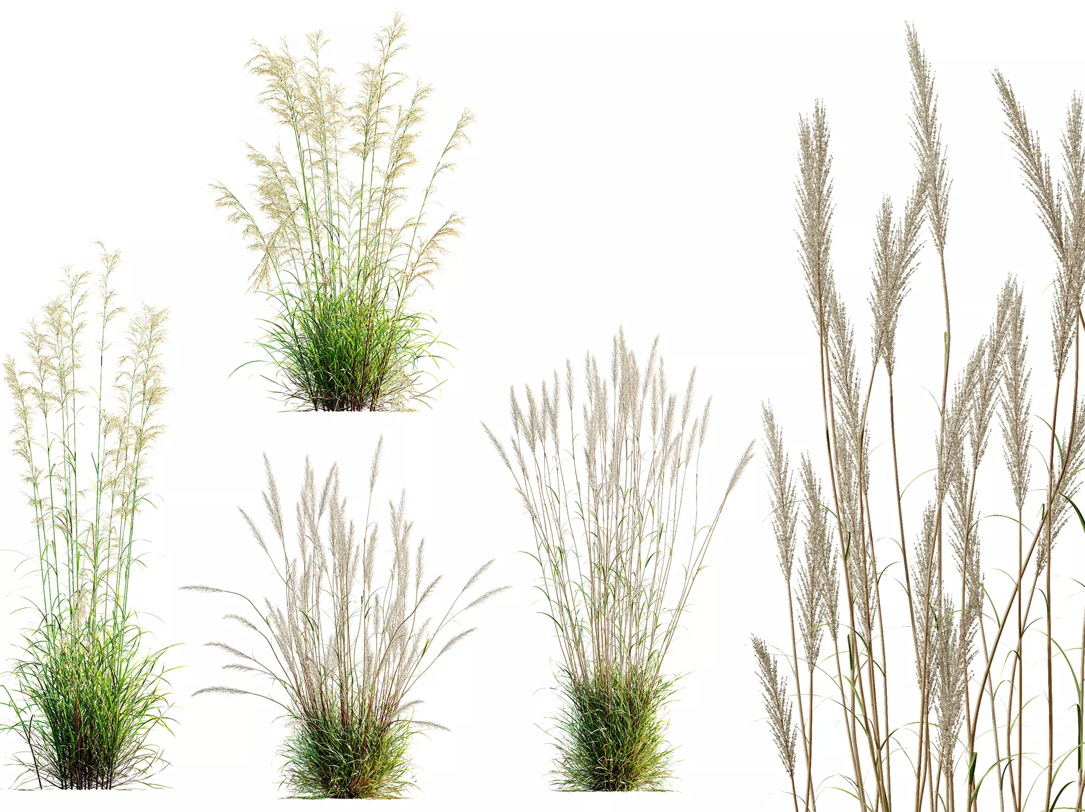AV Celtica Gigantea Golden Oats and Karl Foerster grasses 3D model_0