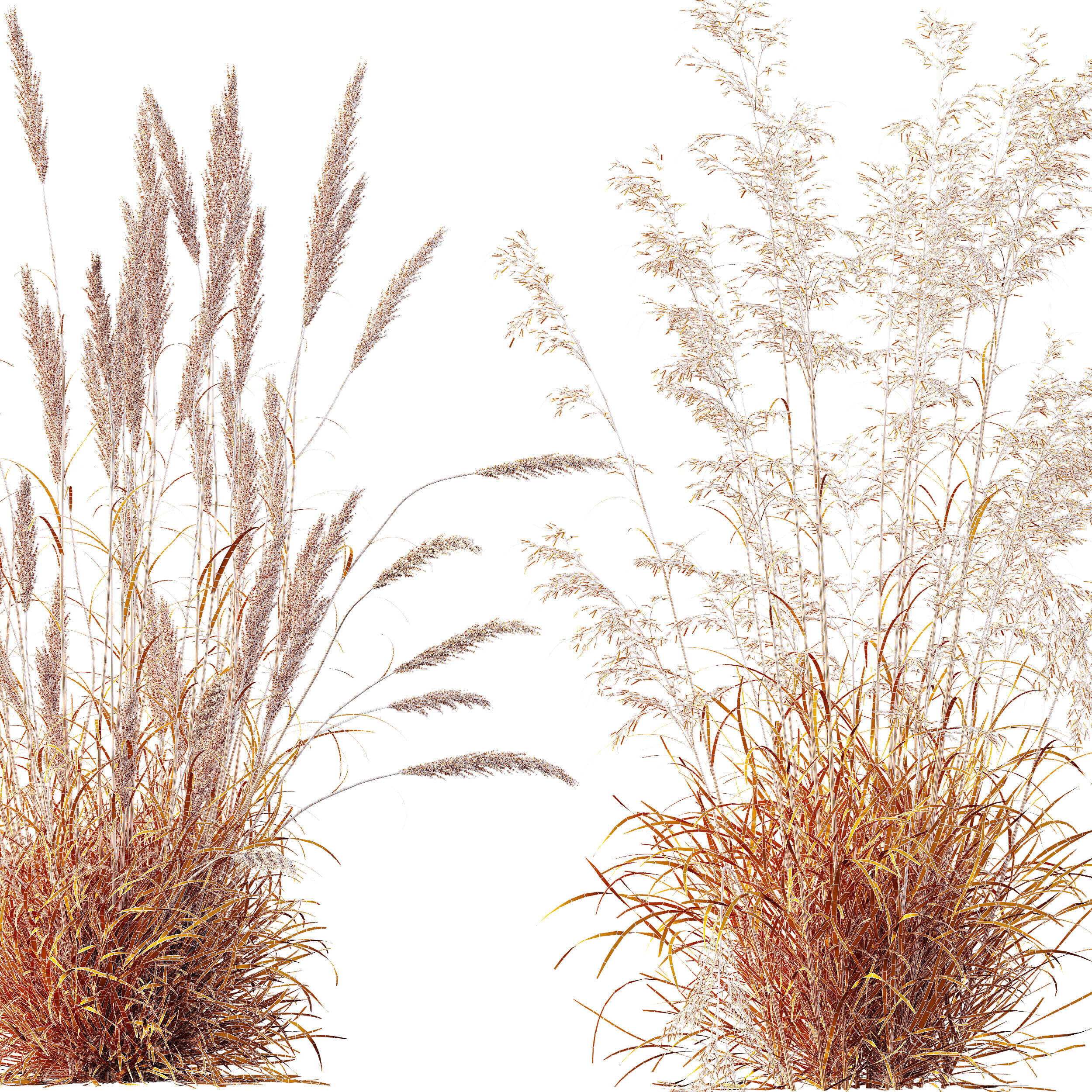 AV Celtica Gigantea Golden Oats and Karl Foerster grasses 3D model_13