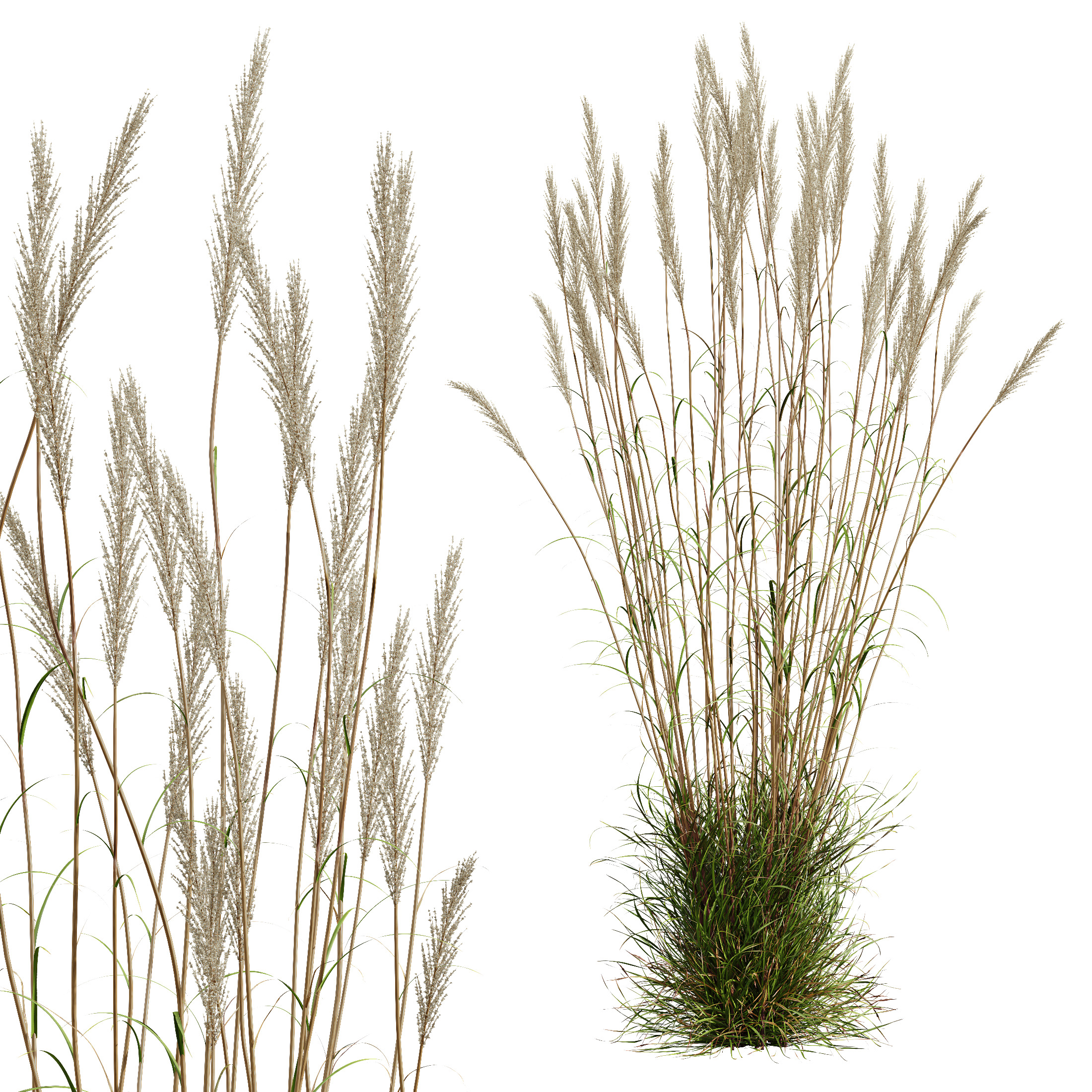 AV Celtica Gigantea Golden Oats and Karl Foerster grasses 3D model_8