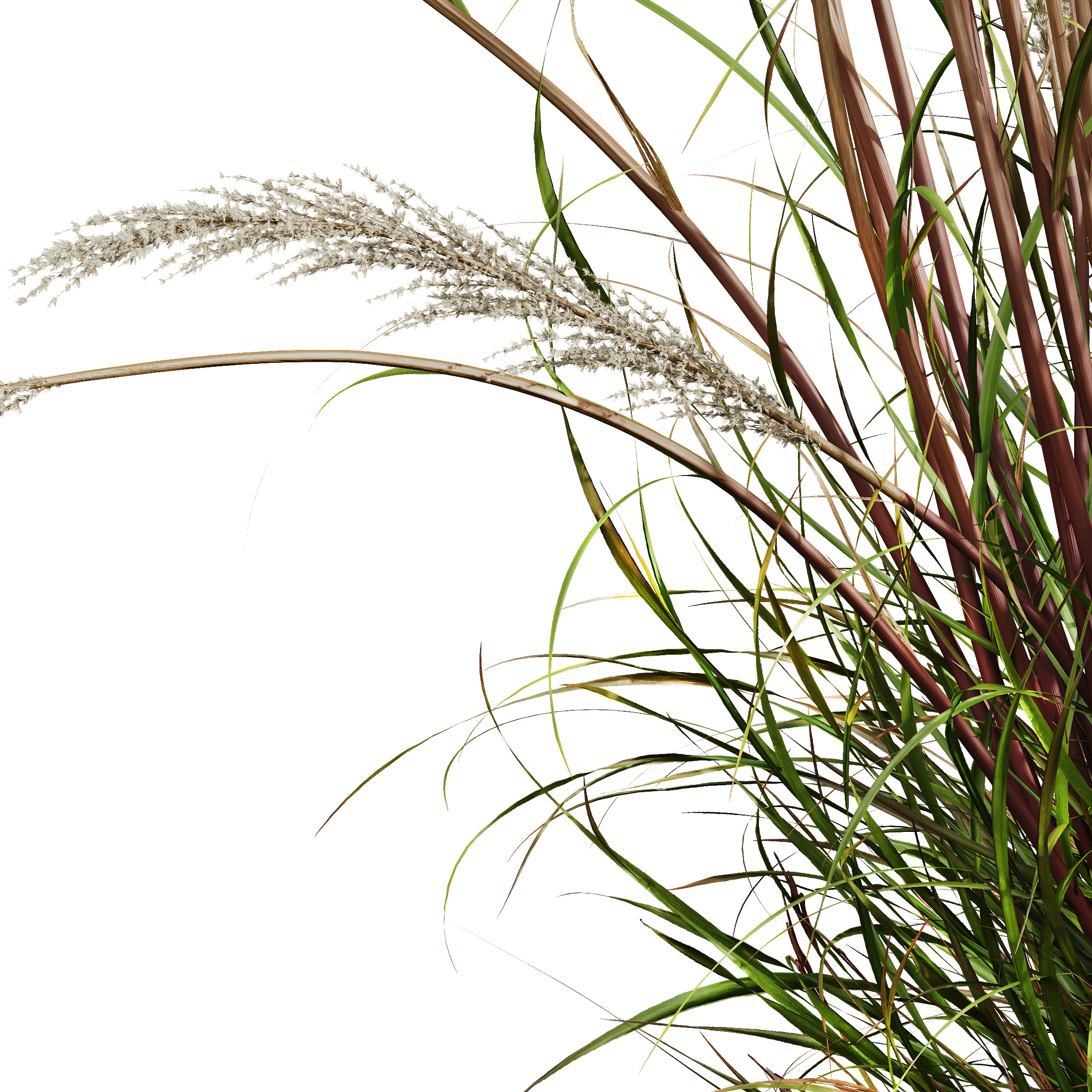 AV Celtica Gigantea Golden Oats and Karl Foerster grasses 3D model_3