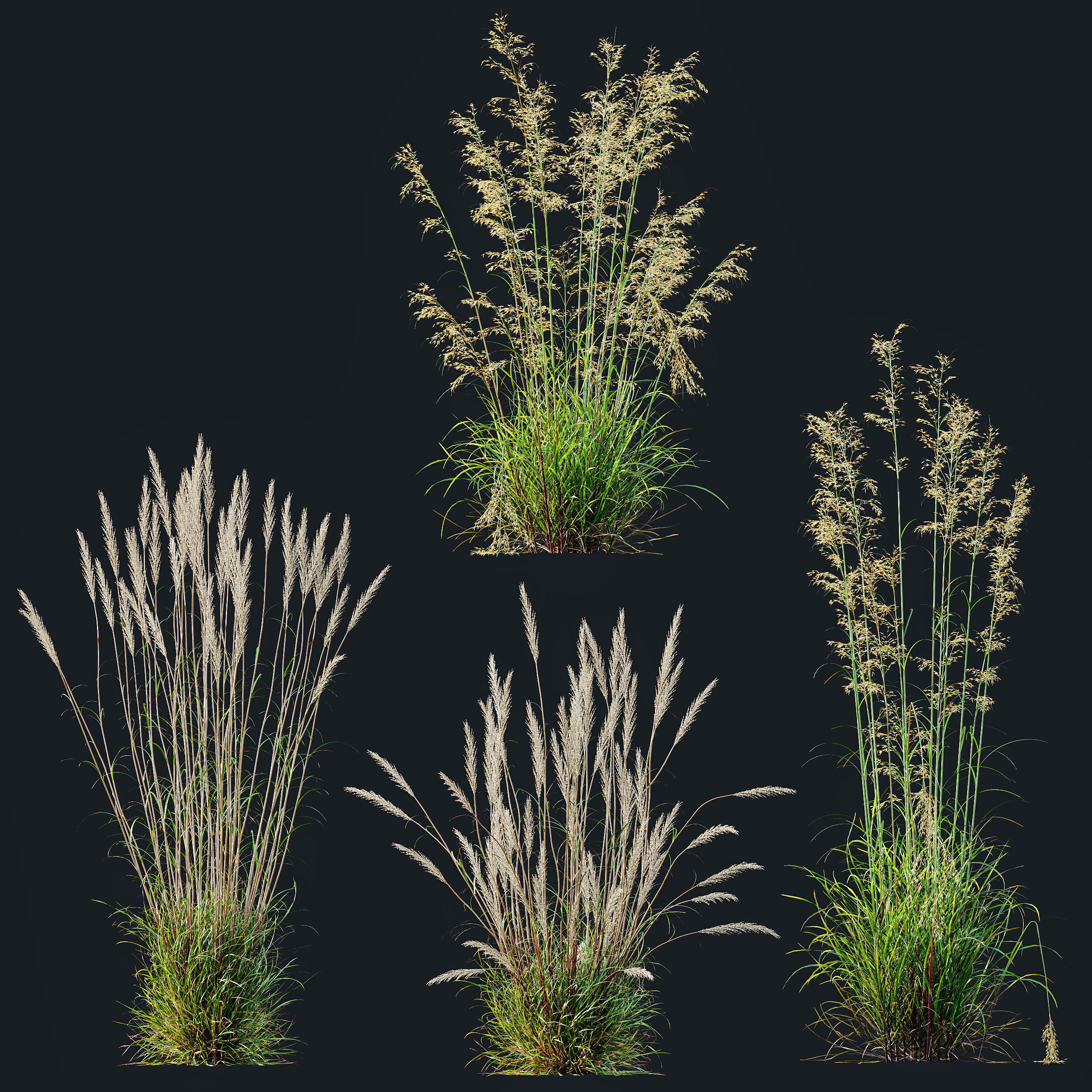 AV Celtica Gigantea Golden Oats and Karl Foerster grasses 3D model_10