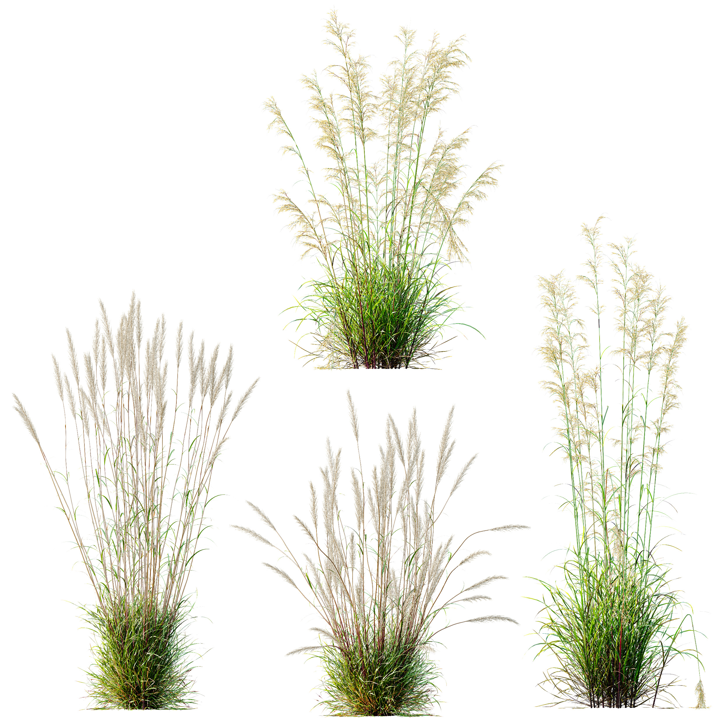 AV Celtica Gigantea Golden Oats and Karl Foerster grasses 3D model_9