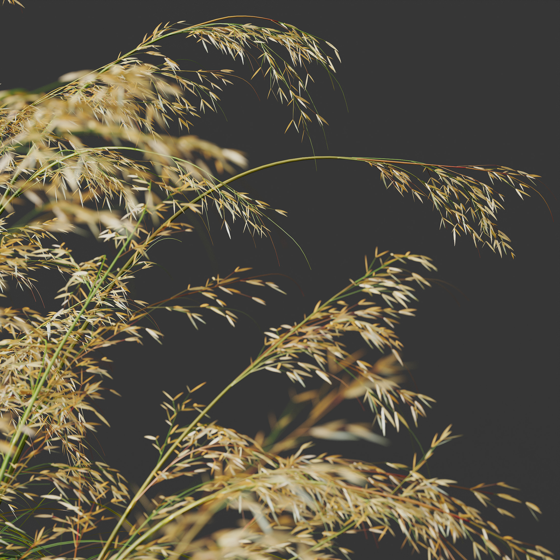 AV Celtica Gigantea Golden Oats and Karl Foerster grasses 3D model_1