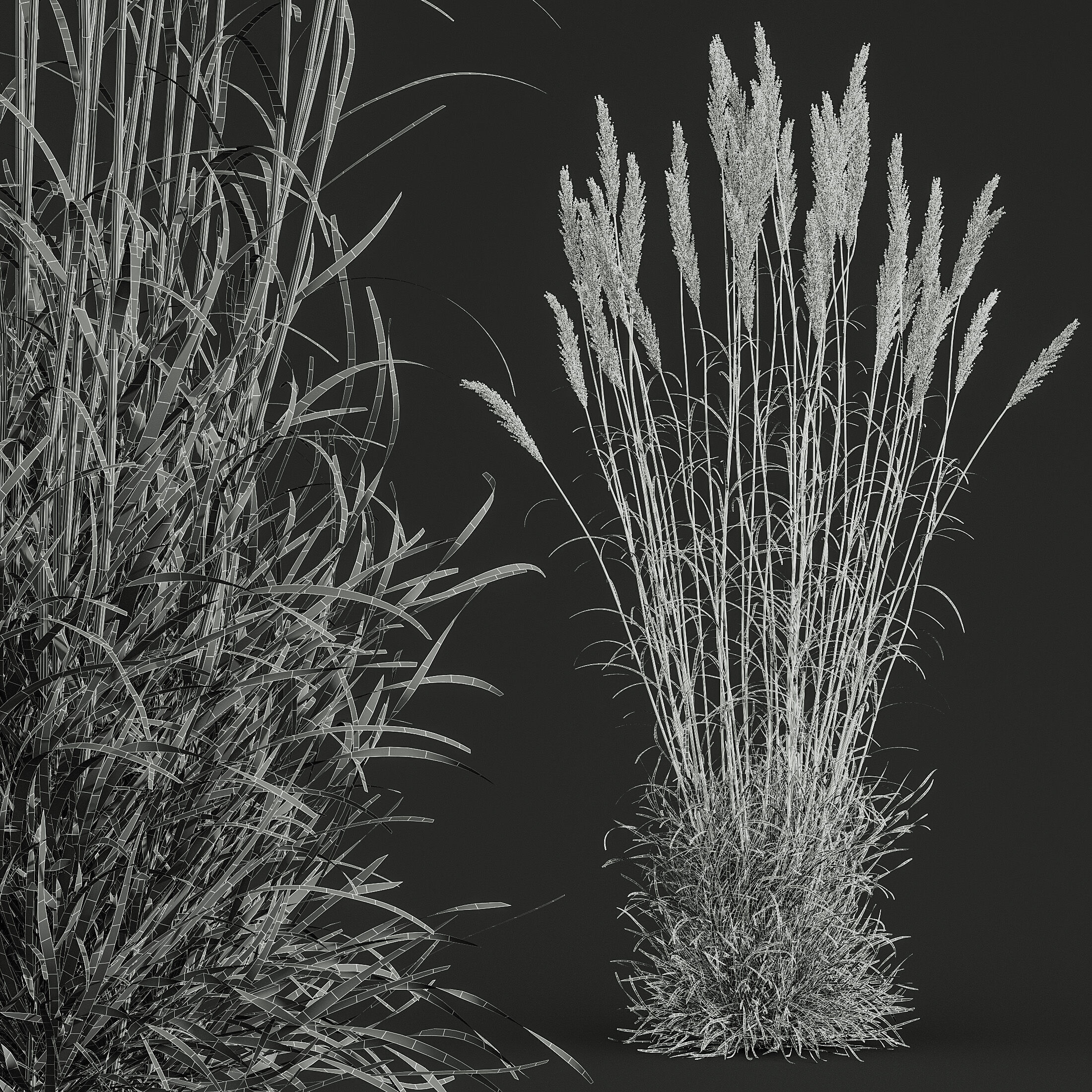 AV Celtica Gigantea Golden Oats and Karl Foerster grasses 3D model_11