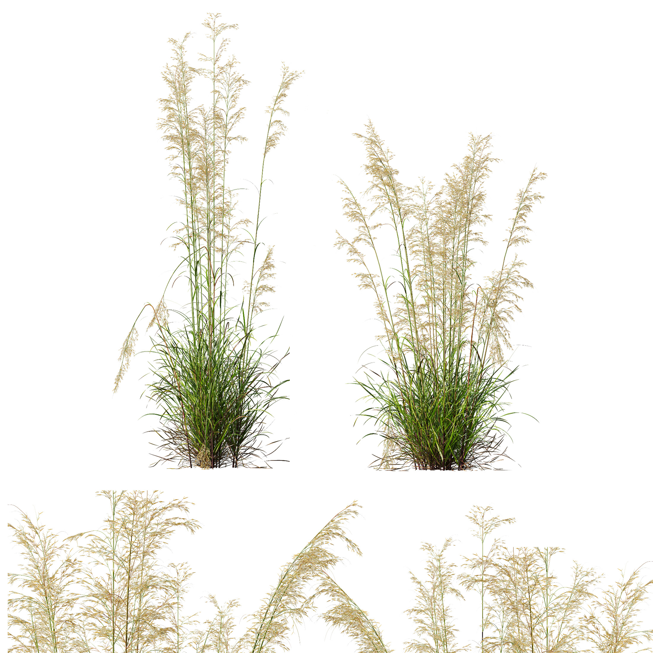 AV Celtica Gigantea Golden Oats and Karl Foerster grasses 3D model_7