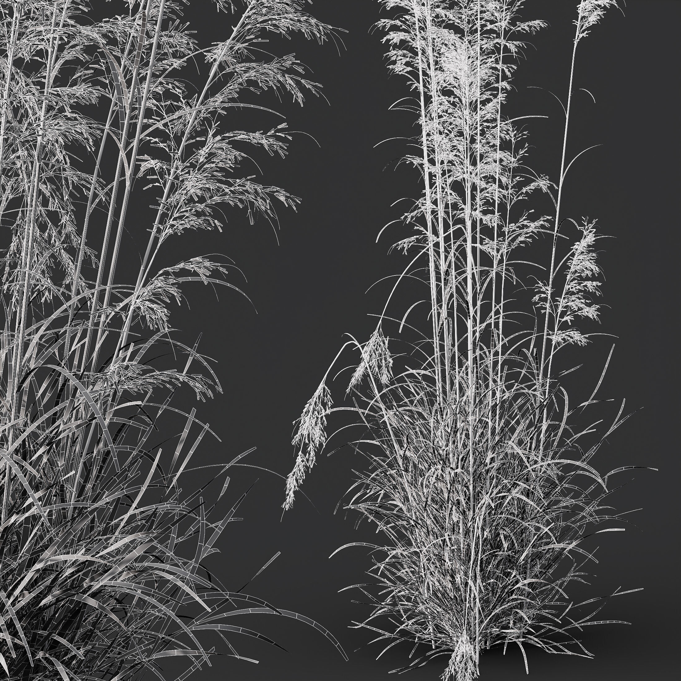 AV Celtica Gigantea Golden Oats and Karl Foerster grasses 3D model_12