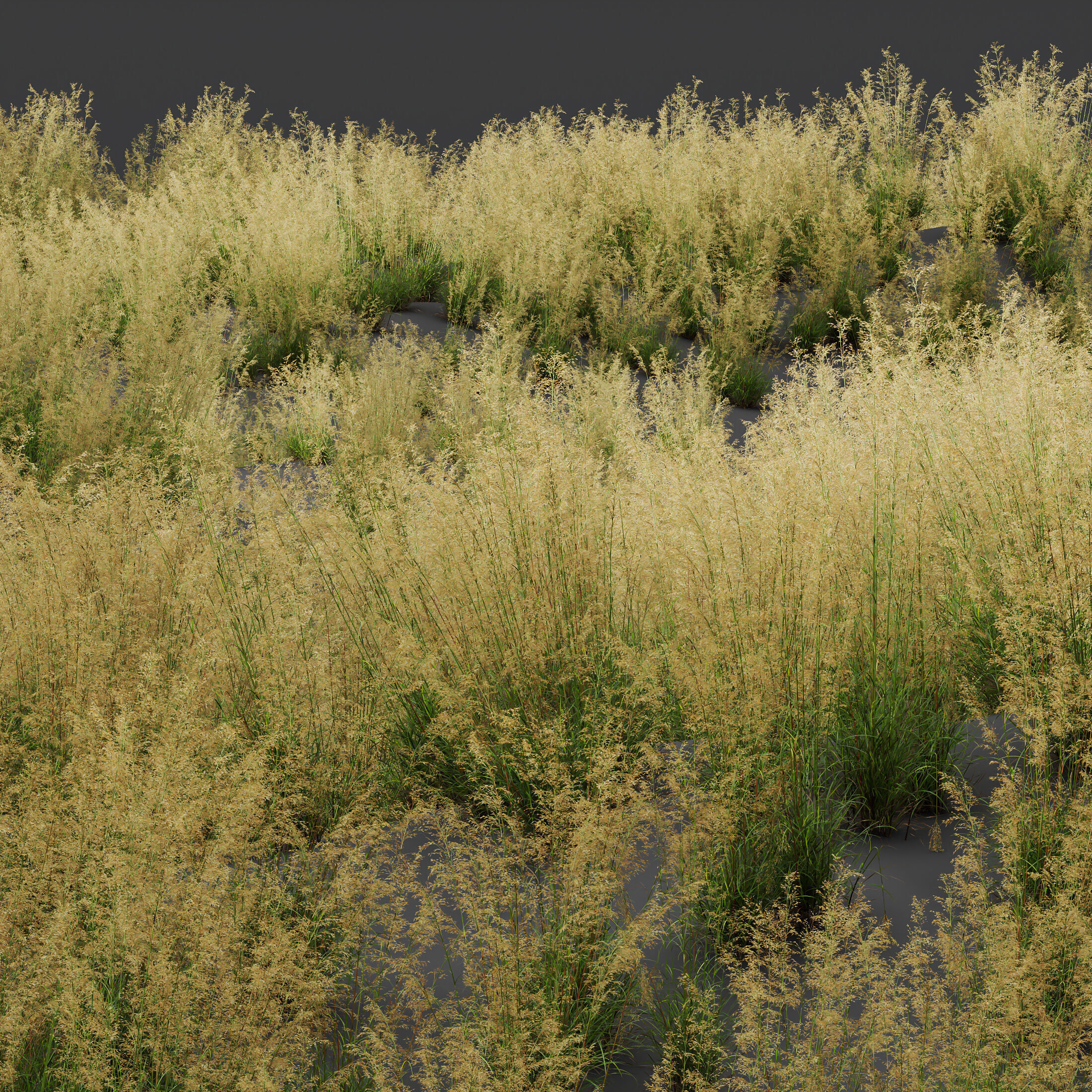AV Celtica Gigantea Golden Oats and Karl Foerster grasses 3D model_2