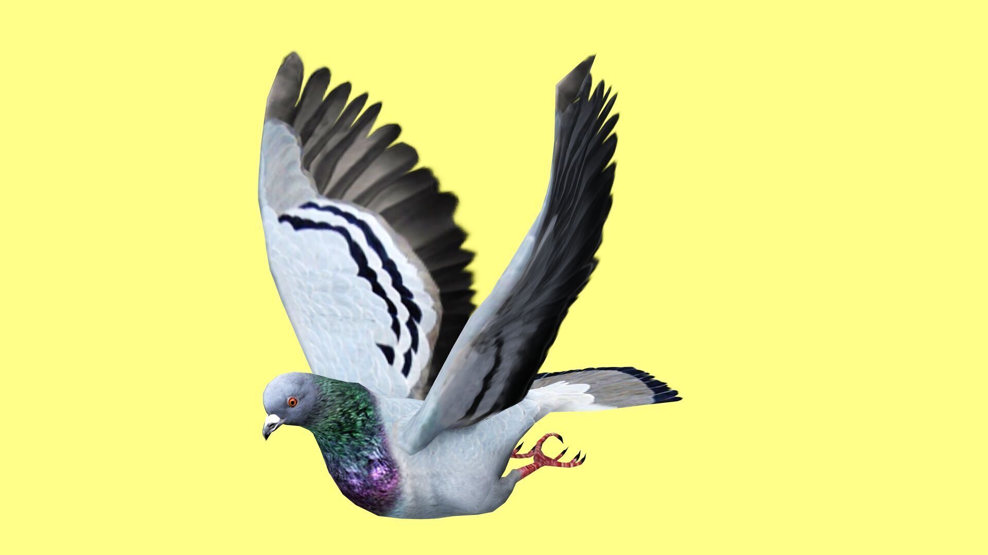 PIGEON ANIMATED Low-poly 3D model_6