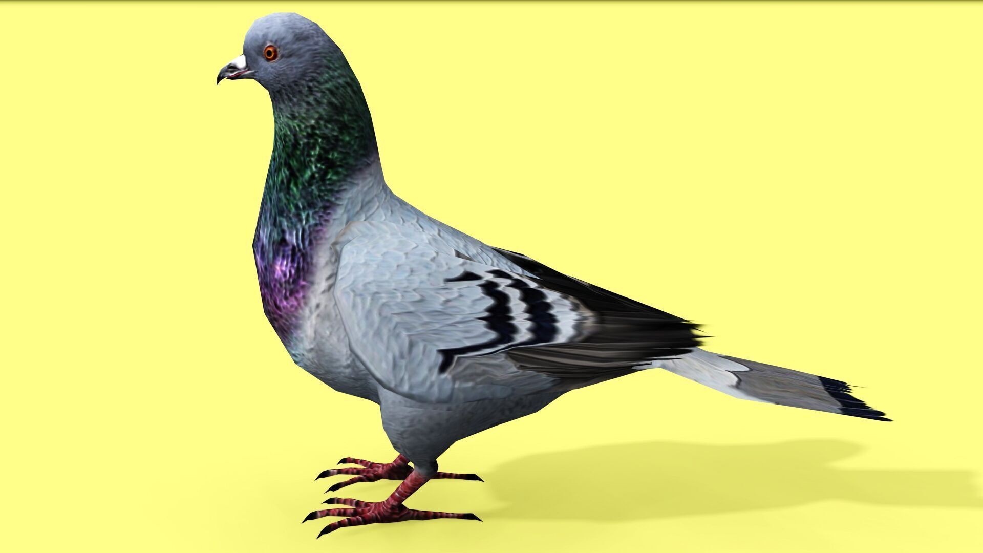 PIGEON ANIMATED Low-poly 3D model_1