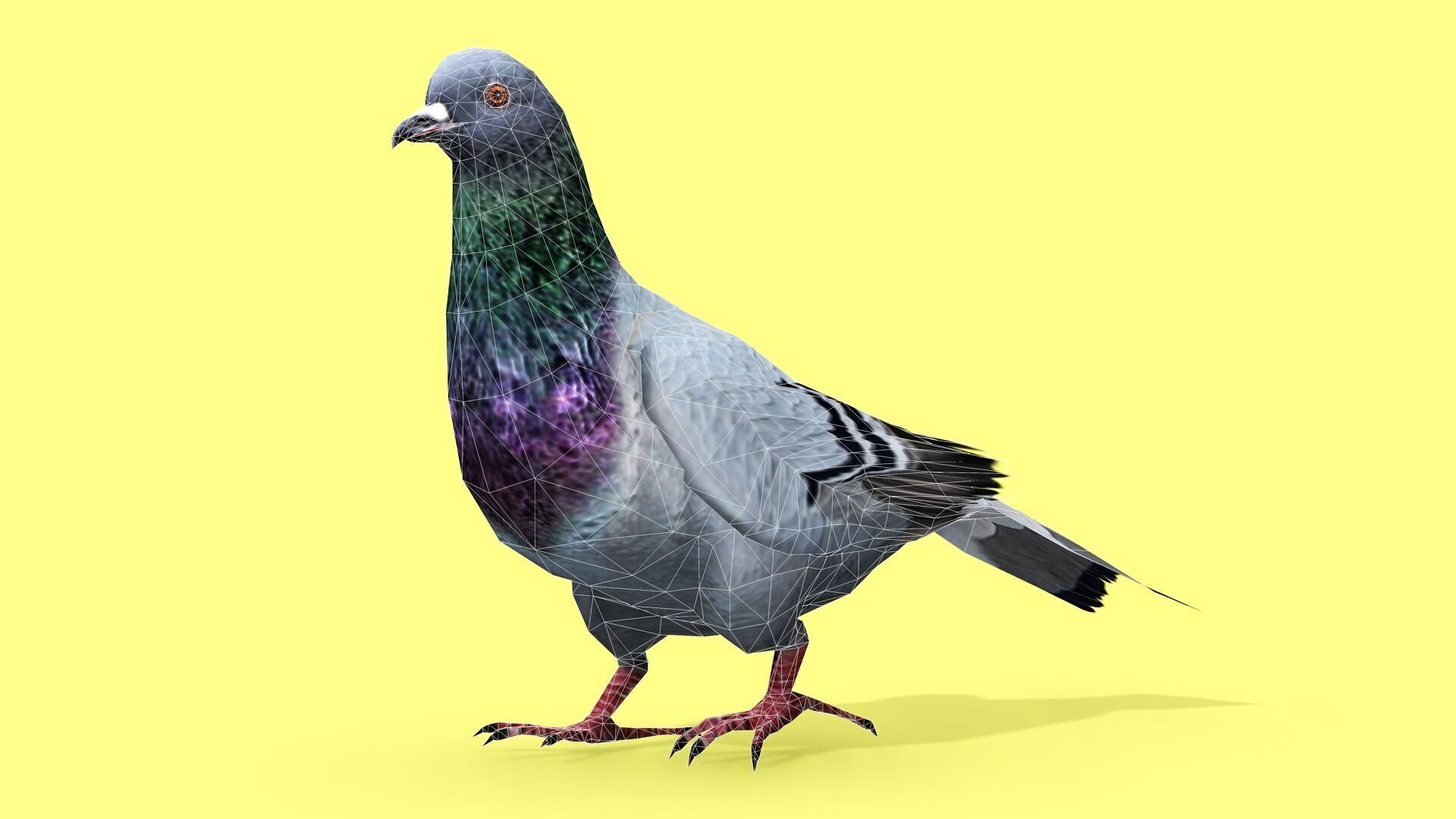 PIGEON ANIMATED Low-poly 3D model_10