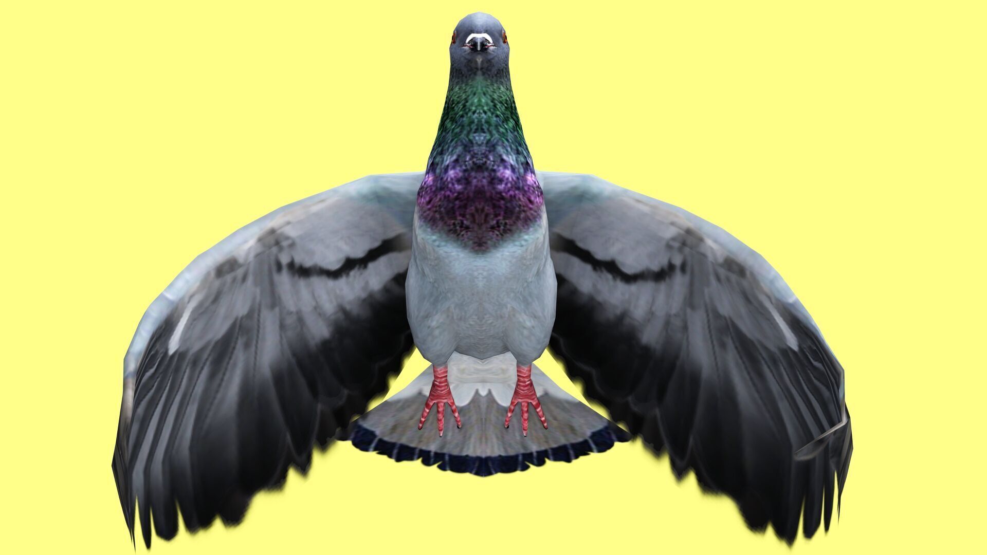 PIGEON ANIMATED Low-poly 3D model_4