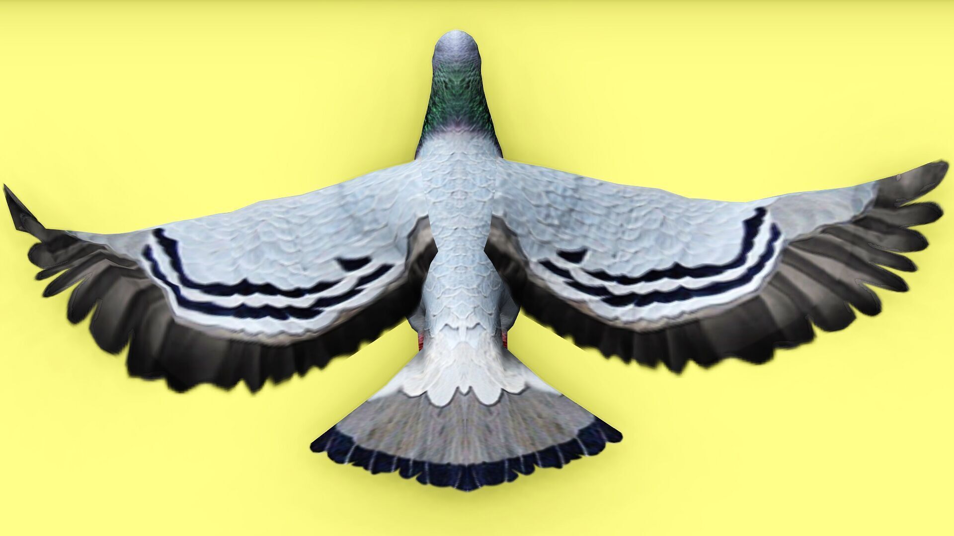 PIGEON ANIMATED Low-poly 3D model_7