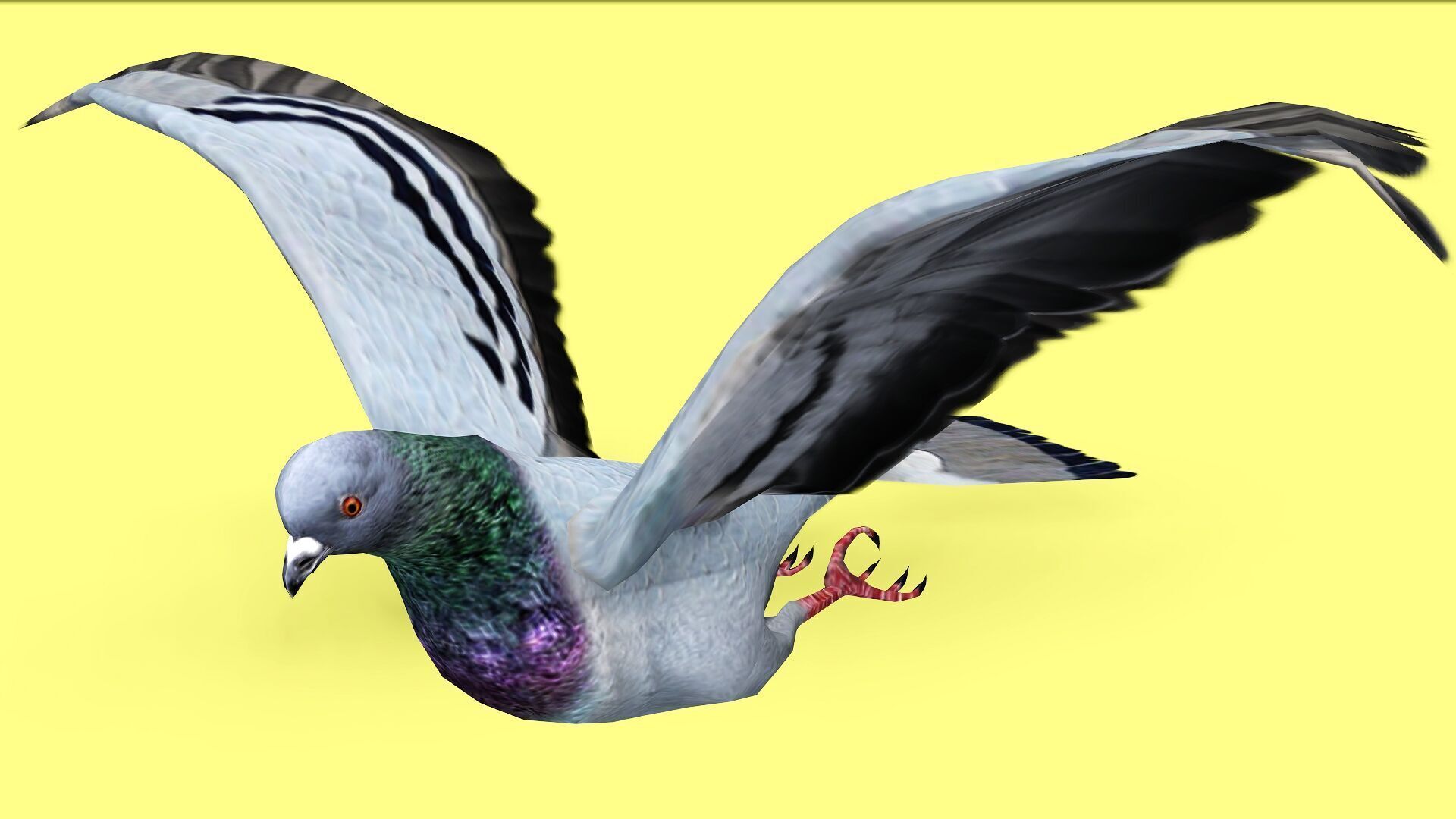 PIGEON ANIMATED Low-poly 3D model_5