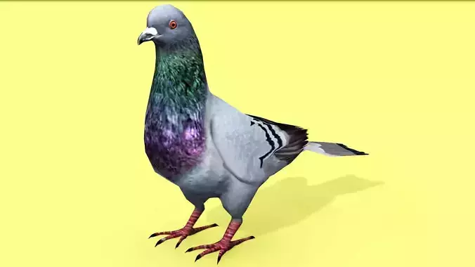 PIGEON ANIMATED Low-poly 3D model