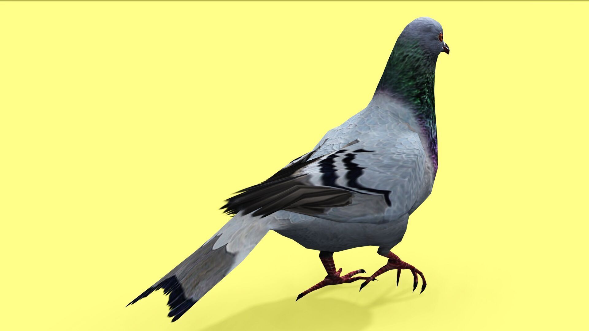 PIGEON ANIMATED Low-poly 3D model_2