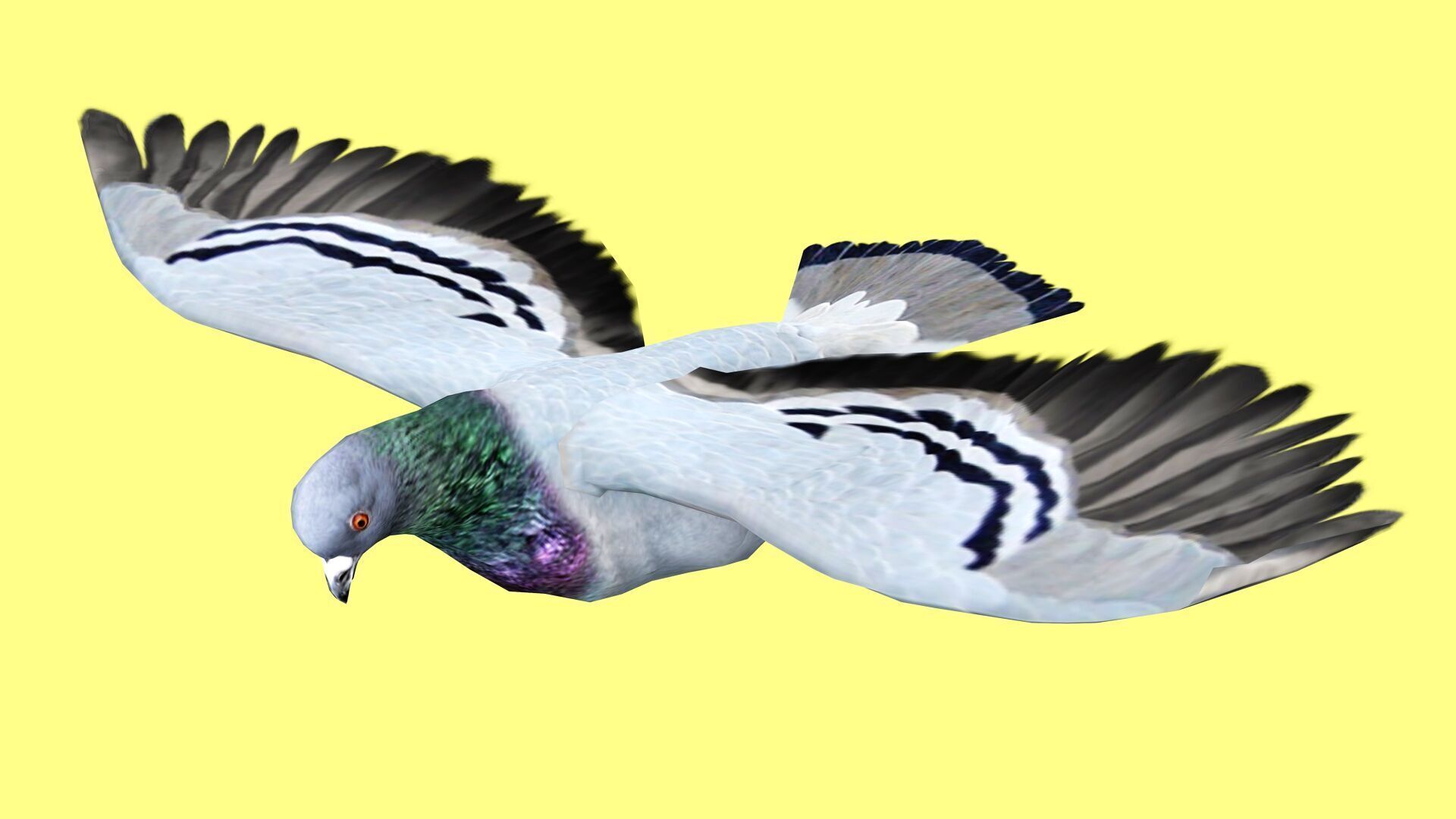 PIGEON ANIMATED Low-poly 3D model_3