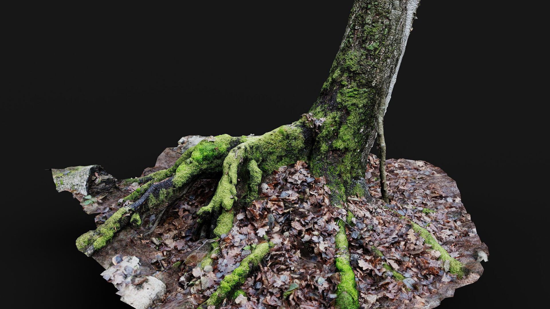forest ground tree stump mossy roots debris pt7 photogrammetry Low-poly 3D model_1